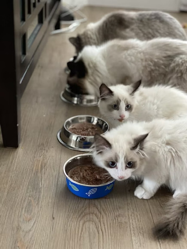 How To Make Your Cat Food So Good