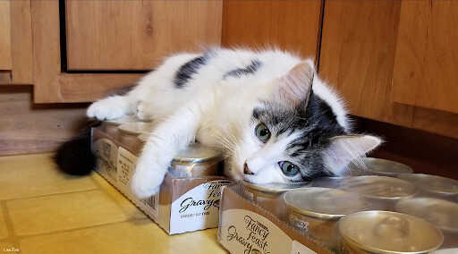 What are Fancy Feast Cat Food Reviews
