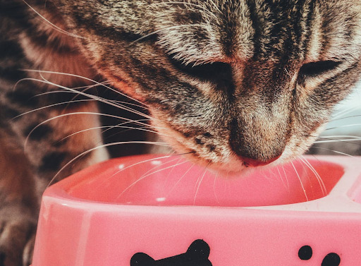 Why Do Cat Treats Taste Better Than Cat Food