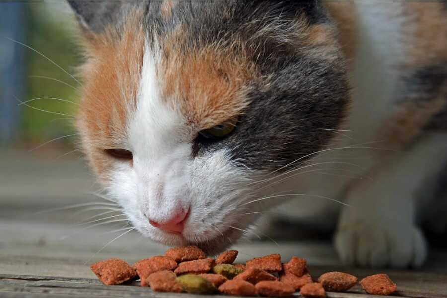 You shouldnt feed your cat out of date food