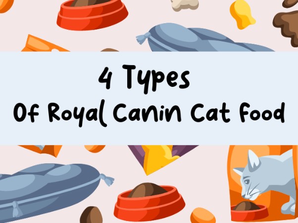 4 types of Royal Canin cat food