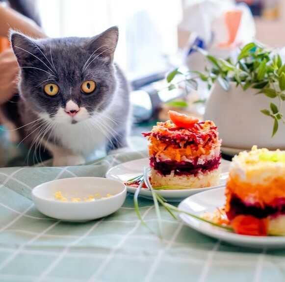 A cat is waiting for its meal