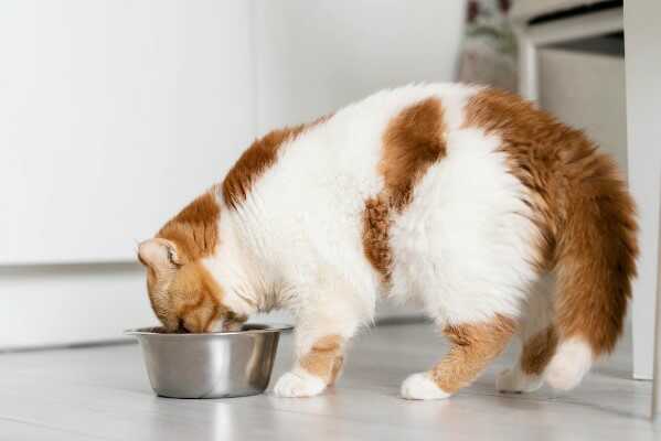 A cat should be fed properly for its growth