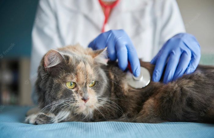 A doctor is testing a cat