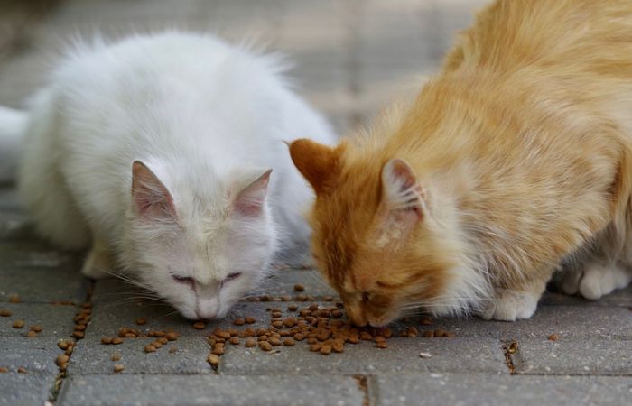 Cat food is likely not suitable for other species