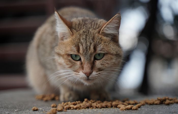Cats reject to eat their meals meaning something goes wrong with the feeds