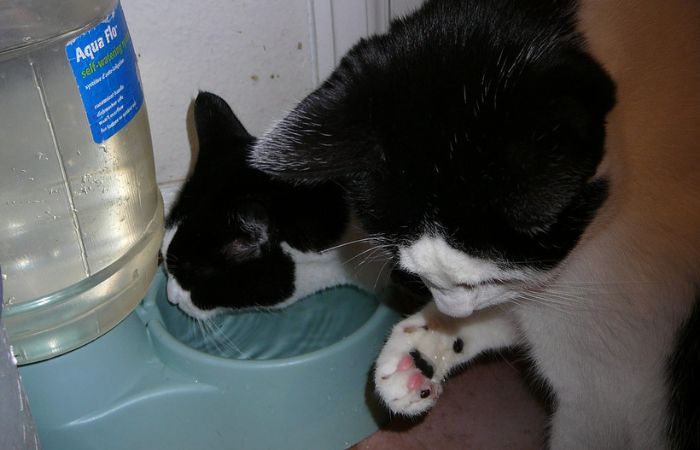 Encourage The Intake Of Water For Cats With Soft Stool