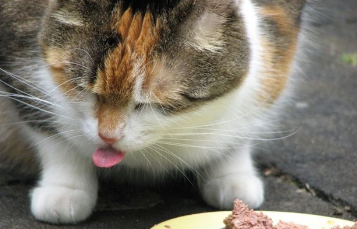 Expired foods affect the quality of cats' meals