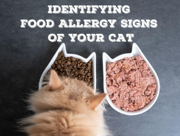 Identifying Food Allergy Signs Of Your Cat