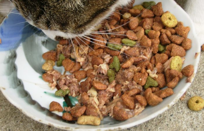 Mixing cat food brings many benefits