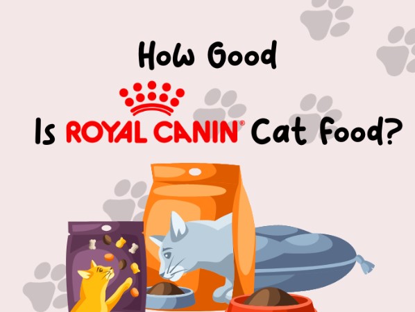 Royal Canin cat food