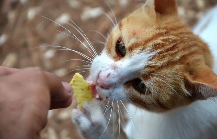 Tasty food makes cats more interested