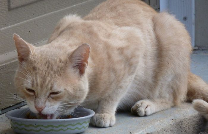 Your cat can eat dry food with milk at about 4 8 weeks