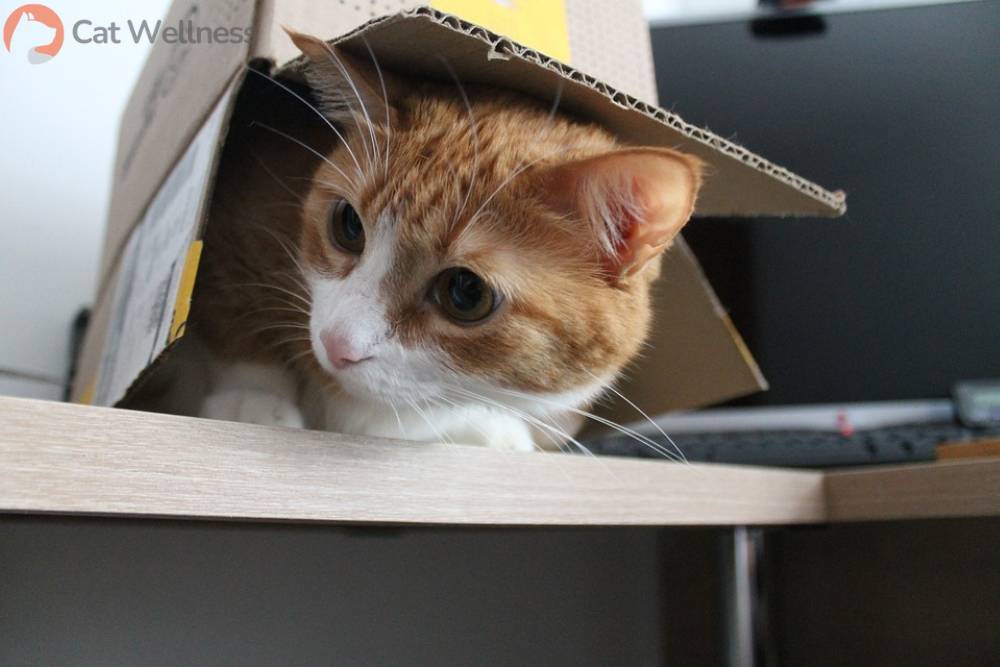 Cats can tell if they will fit into a tiny place