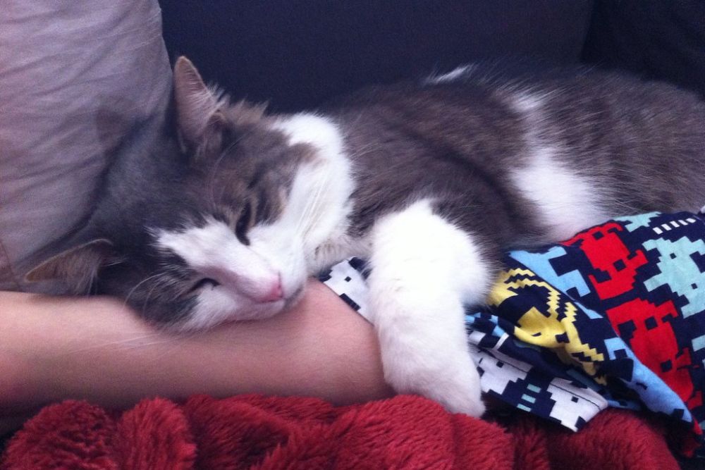 Cats often feel safe when they sleep with their owners