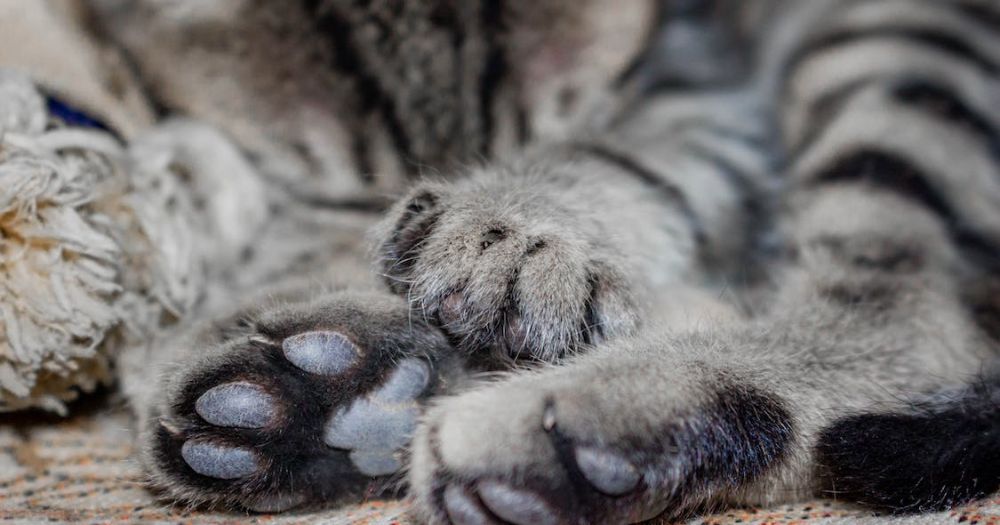 Do Horned Paws Hurt Cats
