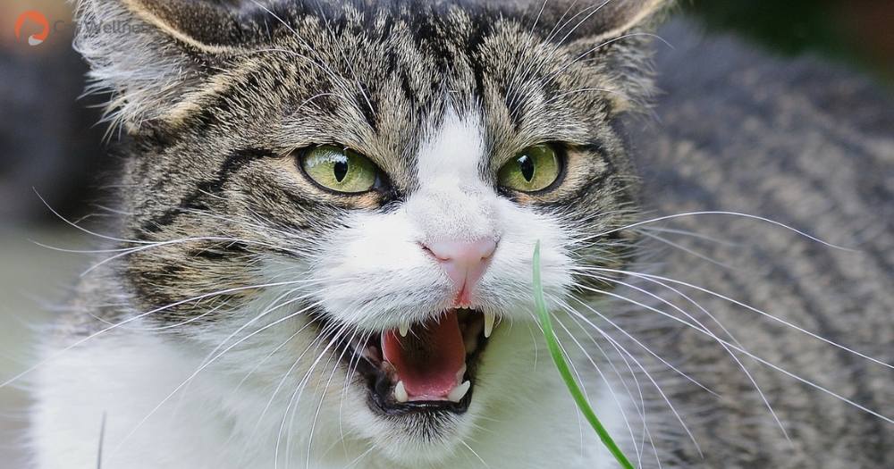 How to stop cats from hissing
