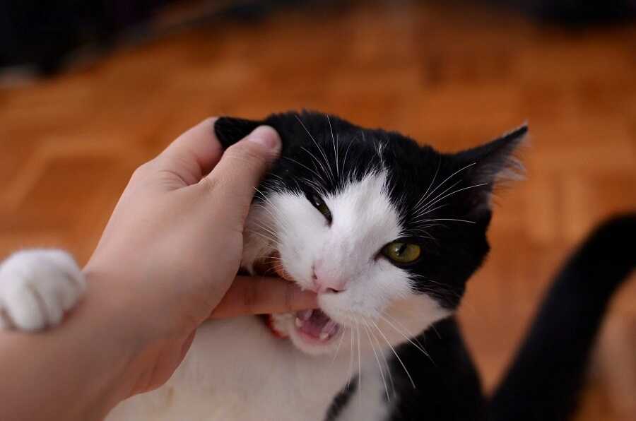Do Cats Feel Bad When They Bite You