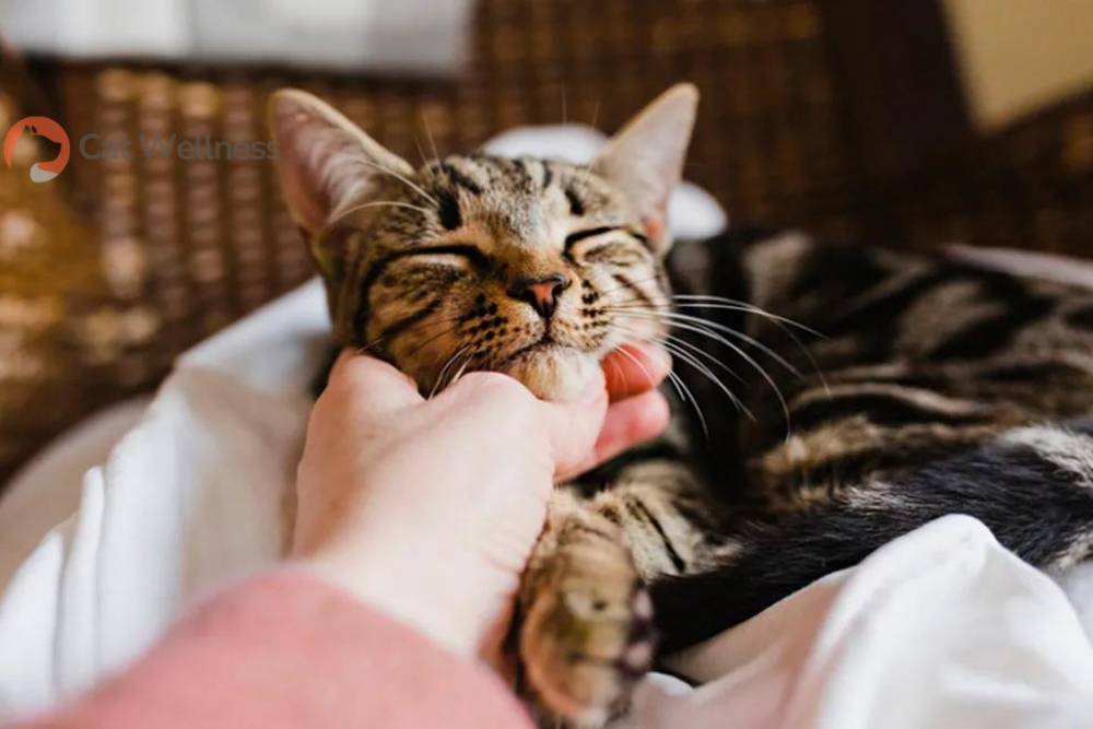 Do cats feel bad after they bite you