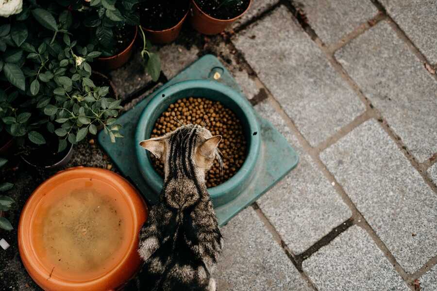 How Often Should You Wash Cat Dishes?