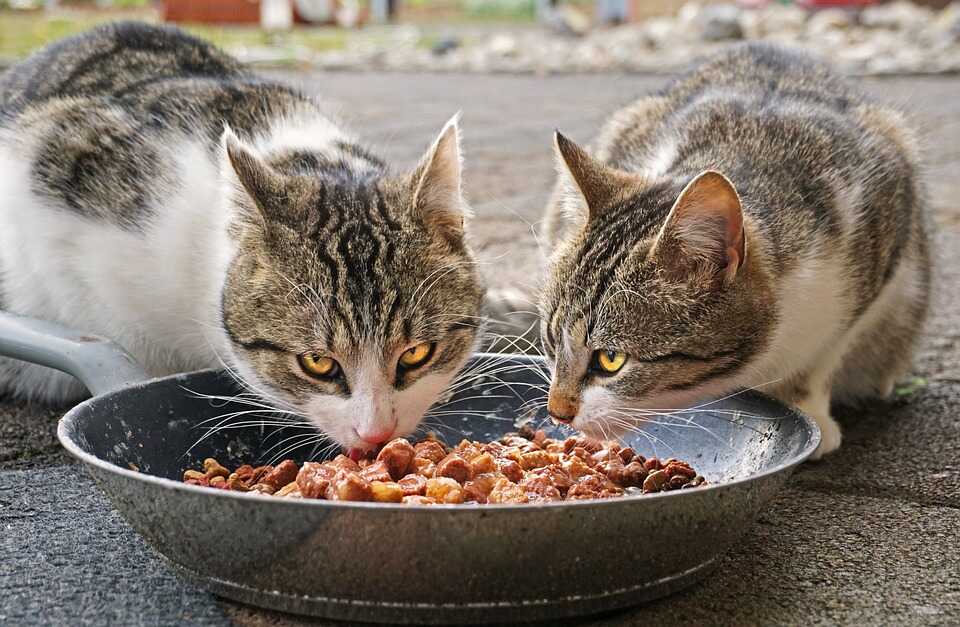 Why cats love gravy
