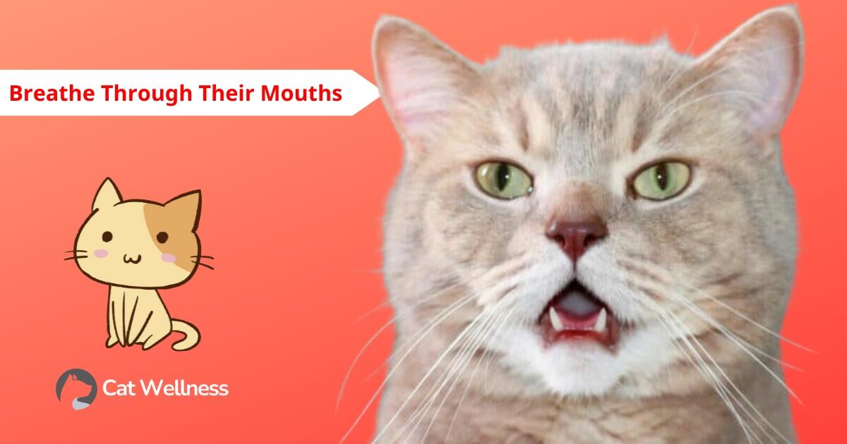 Can Cats Breathe Through Their Mouths