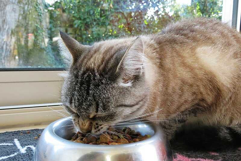 Cat Food With Large Kibble
