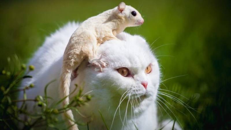 Cats and possums can peacefully coexist