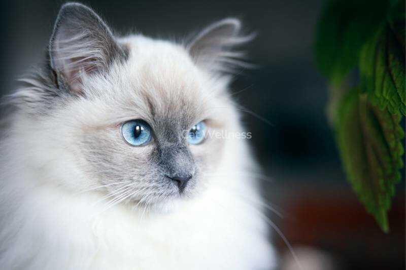 Choosing the Right Ragdoll Mix Persian for Your Home