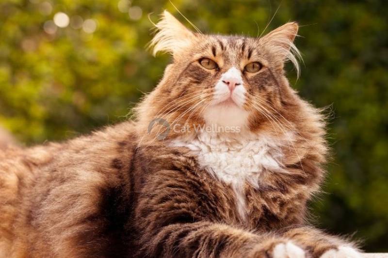 Is a Maine Coon Siberian Mix the Right Cat for You