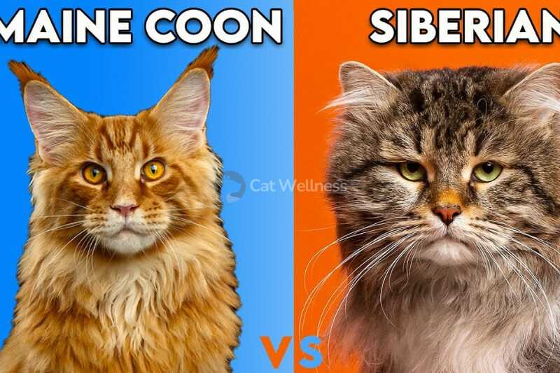 Maine Coon and Siberian