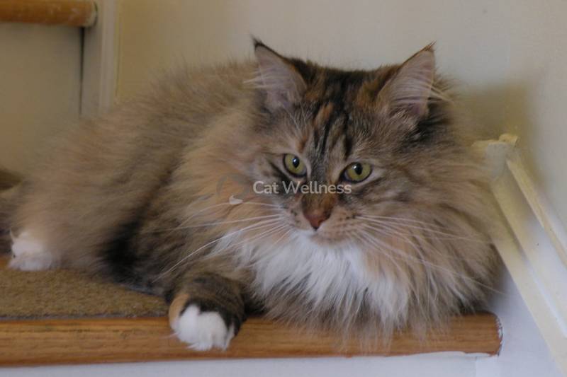 Physical Appearance and Coat of Maine Coon Siberian Mix Cats