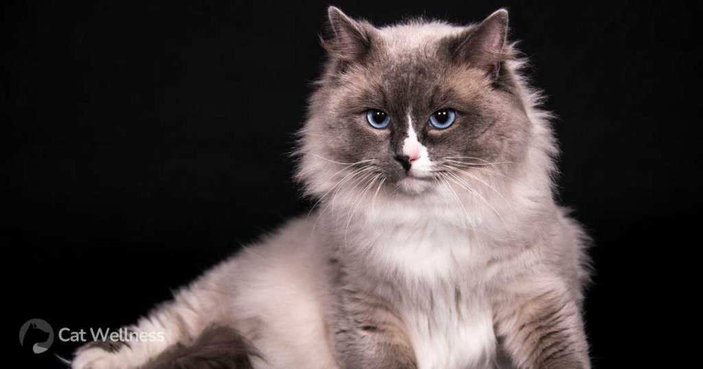 The Ultimate Guide to Ragdoll Mix Persian Cats