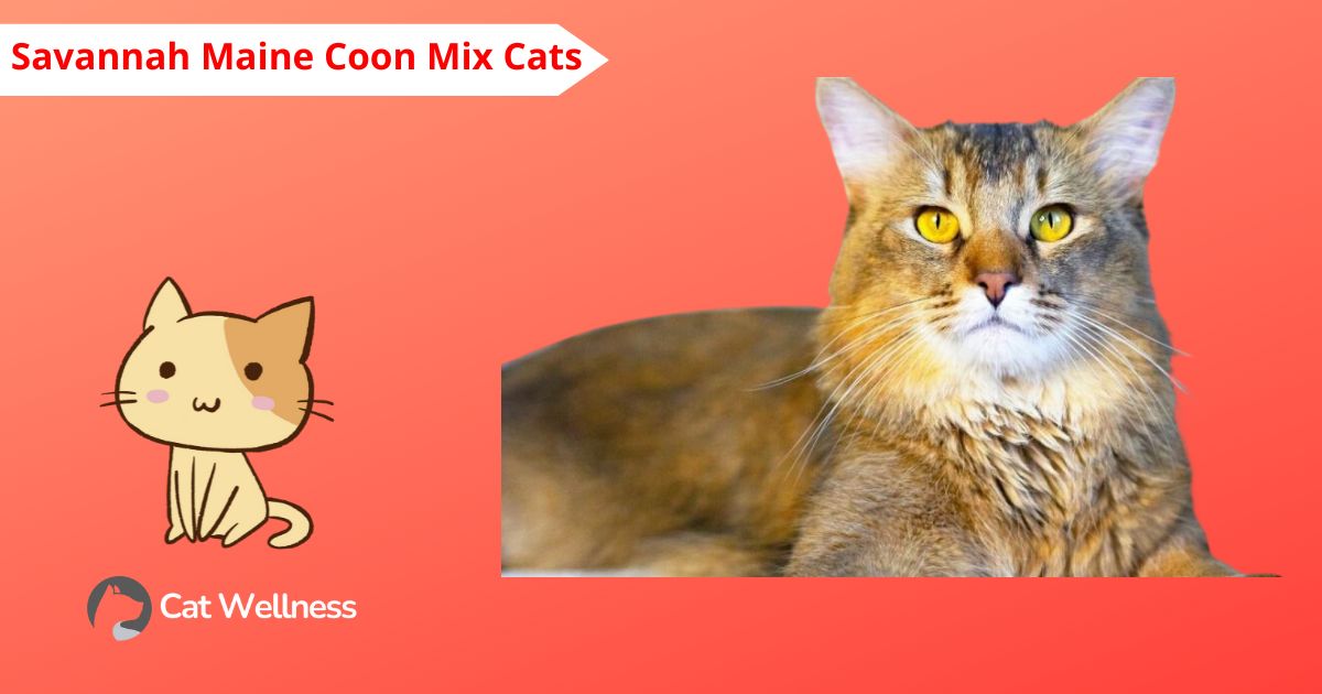 Savannah Maine Coon Mix Cats