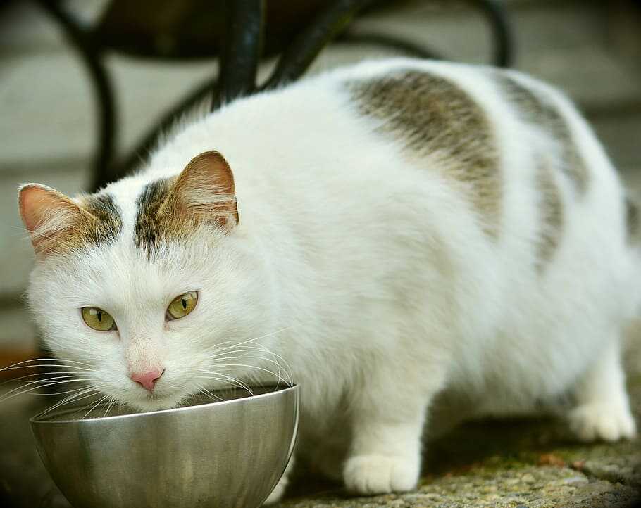Take immediate actions when your cat shows signs of food poisoning