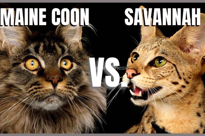 The Difference between Savannah and Maine Coon Breeds