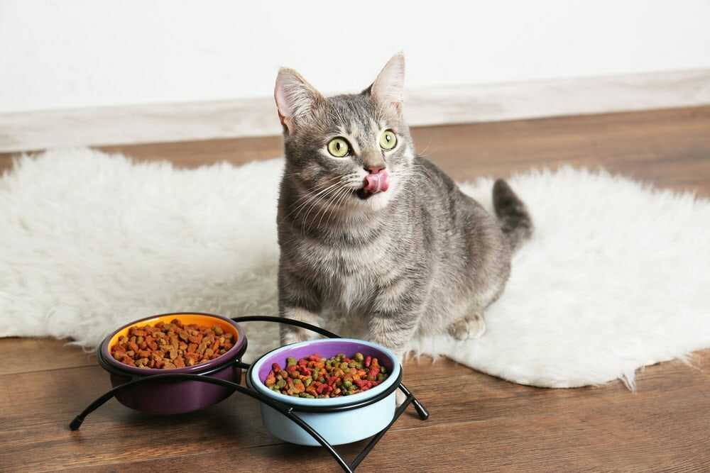 Tips for choosing the best wet food