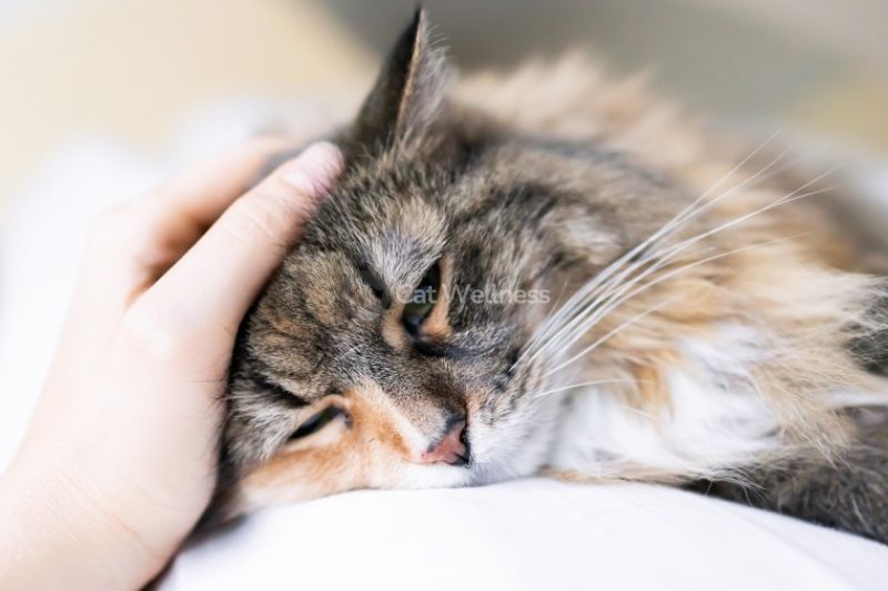 Warning Signs of Mouth Breathing in Cats