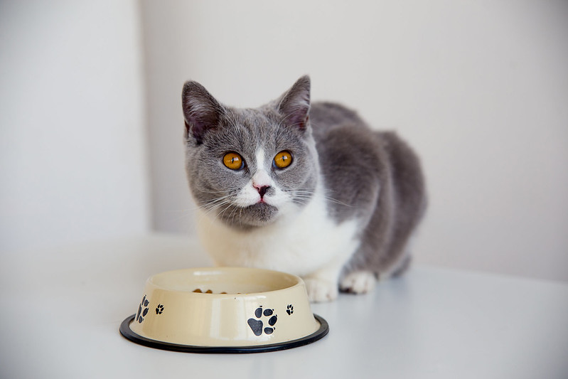 What To Look For When Buying Soft Kibble Cat Food