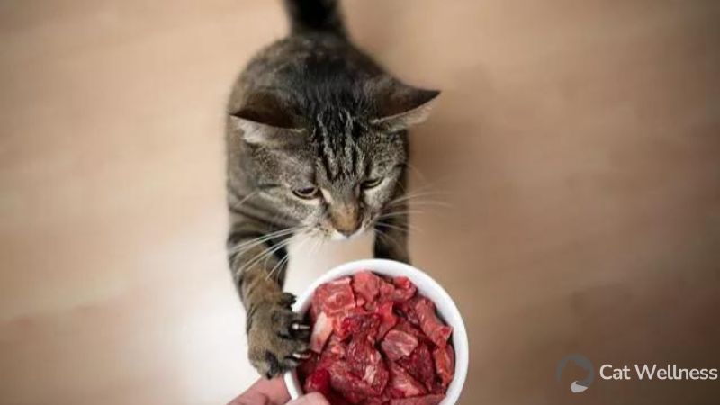 Alternative Proteins for Cats