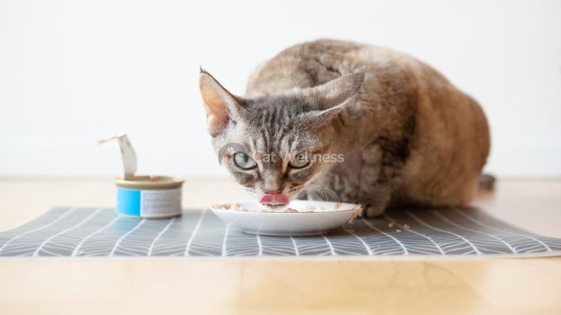 Benefits of Soft Dry Food for Cats with No Teeth