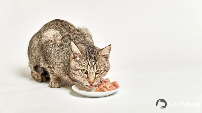 Benefits of a Wet Food Diet for Cats