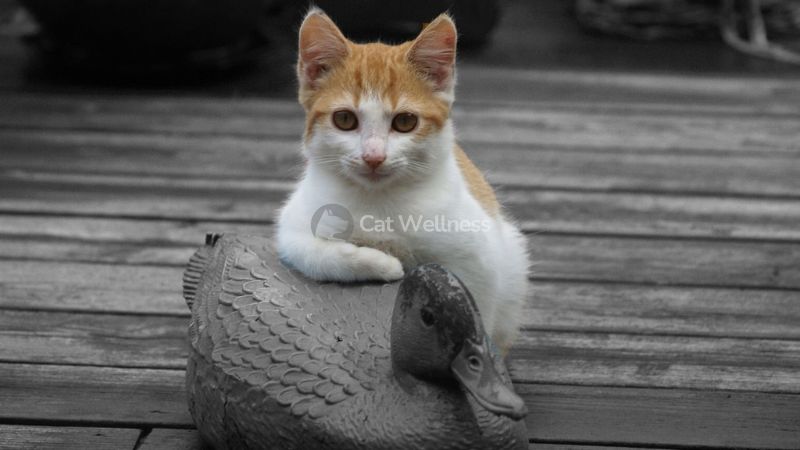 Can Ducks And Cats Live Together