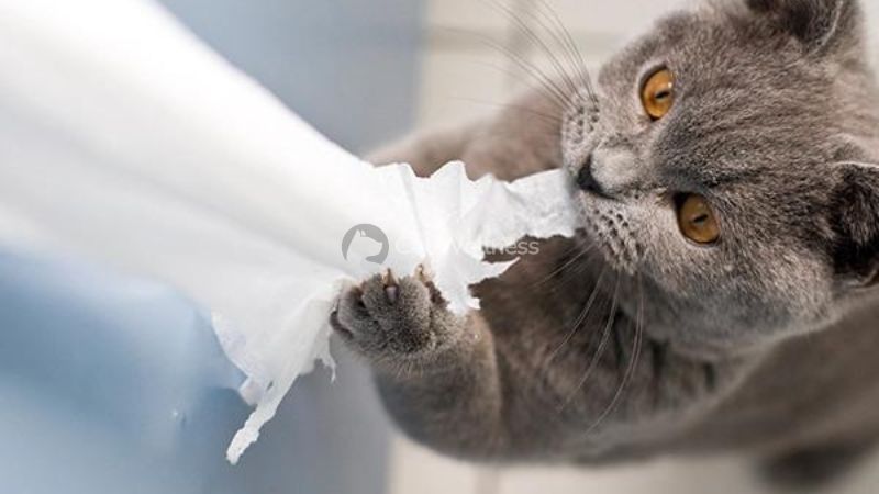 Cat Eat Toilet Paper