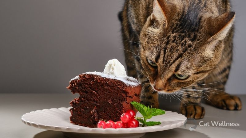 Chocolate for cats