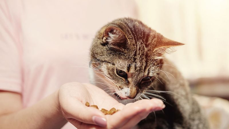 Consider When Buying Soft Dry Food Options for Cats with No Teeth