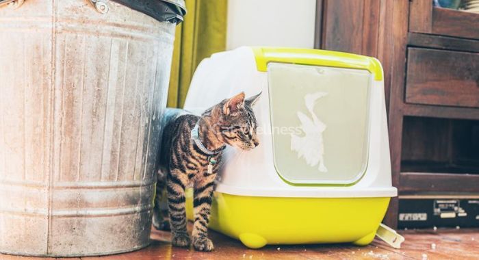 Dealing with Cat Behavior in the Litter Box