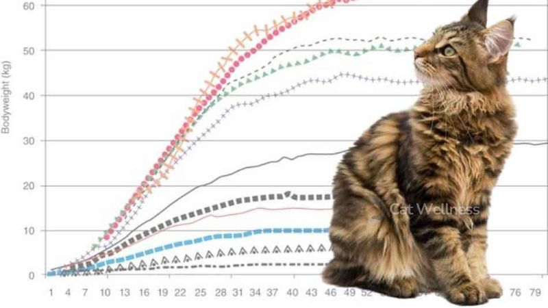 How To Keep A Maine Coon Growth Chart