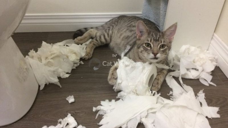 Is it Safe for Cats to Eat Toilet Paper
