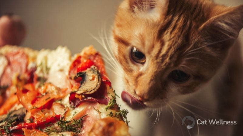 Pepperoni Harmful to Cats